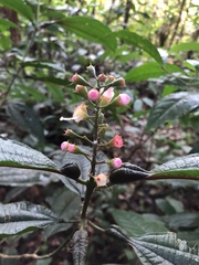 Miconia bullifera