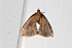 Eulithis molliculata