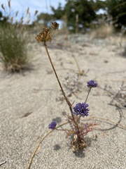Gilia capitata pacifica
