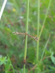 Oxyptilus pilosellae