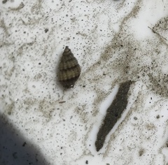 Nassarius fraterculus