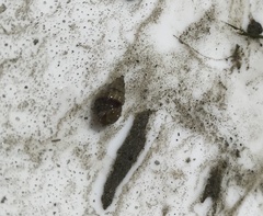 Nassarius fraterculus