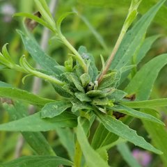 Asphondylia solidaginis