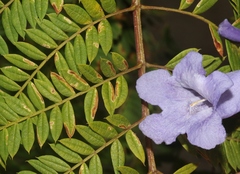 Phytoliriomyza jacarandae