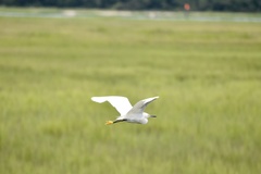 Egretta thula