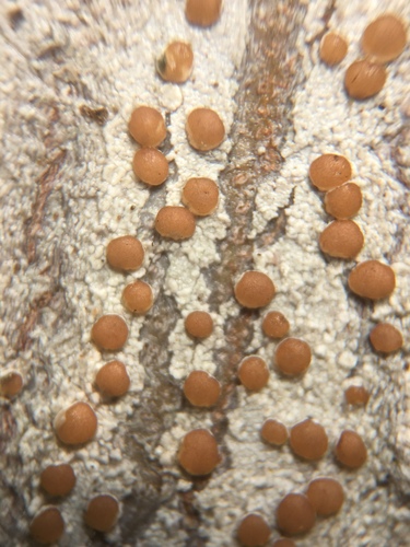 Eastern Ragged-rim Lichen