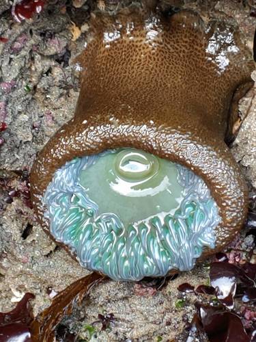 photo of Giant Green Anemone (Anthopleura xanthogrammica)