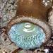 photo of Giant Green Anemone (Anthopleura xanthogrammica)