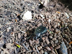 Osmoderma scabra