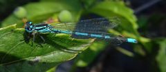 Coenagrion puella