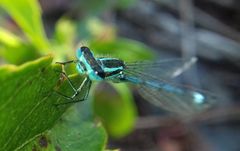 Coenagrion puella