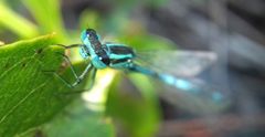 Coenagrion puella