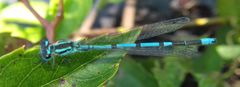 Coenagrion puella