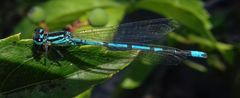 Coenagrion puella