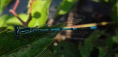 Coenagrion puella