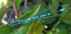 Coenagrion puella
