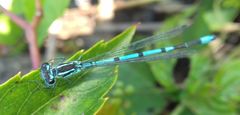 Coenagrion puella