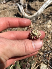Eriogonum latens