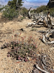 Eriogonum latens