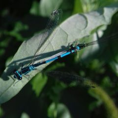 Coenagrion puella