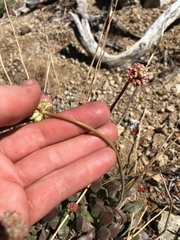 Eriogonum latens