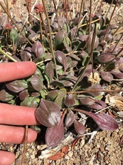 Eriogonum latens