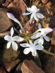 Lapeirousia pyramidalis