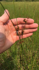 Cladium mariscoides
