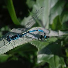 Coenagrion puella