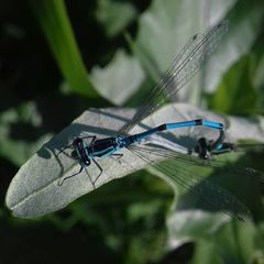 Coenagrion puella
