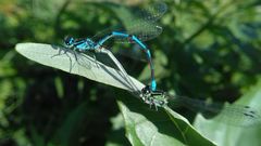Coenagrion puella