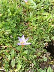 Romulea ramiflora gaditana
