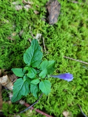 Scutellaria saxatilis