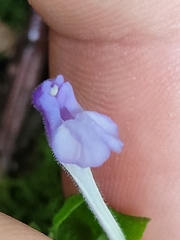 Scutellaria saxatilis