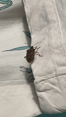 Halyomorpha halys