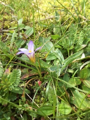 Romulea ramiflora gaditana