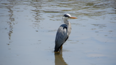 Ardea cinerea