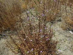Sairocarpus vexillocalyculatus vexillocalyculatus
