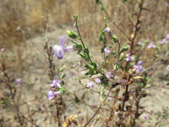 Sairocarpus vexillocalyculatus vexillocalyculatus