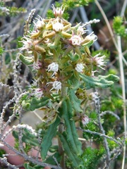 Aspidoglossum heterophyllum