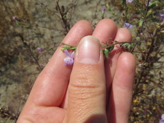Sairocarpus vexillocalyculatus vexillocalyculatus