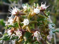 Aspidoglossum heterophyllum