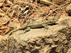 Sceloporus palaciosi