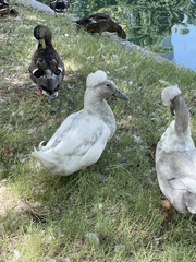 Anas platyrhynchos domesticus