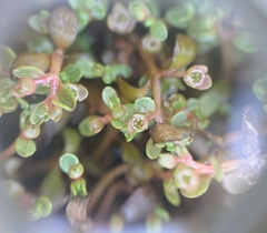 Elatine macropoda