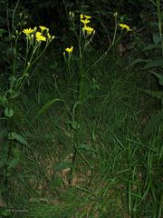 Crepis lampsanoides