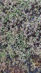 Elatine macropoda