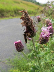 Tenthredo atra