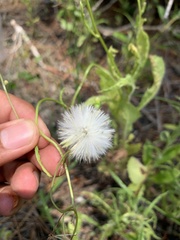 Erechtites hieraciifolius image
