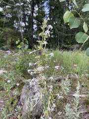 Ipomopsis aggregata candida